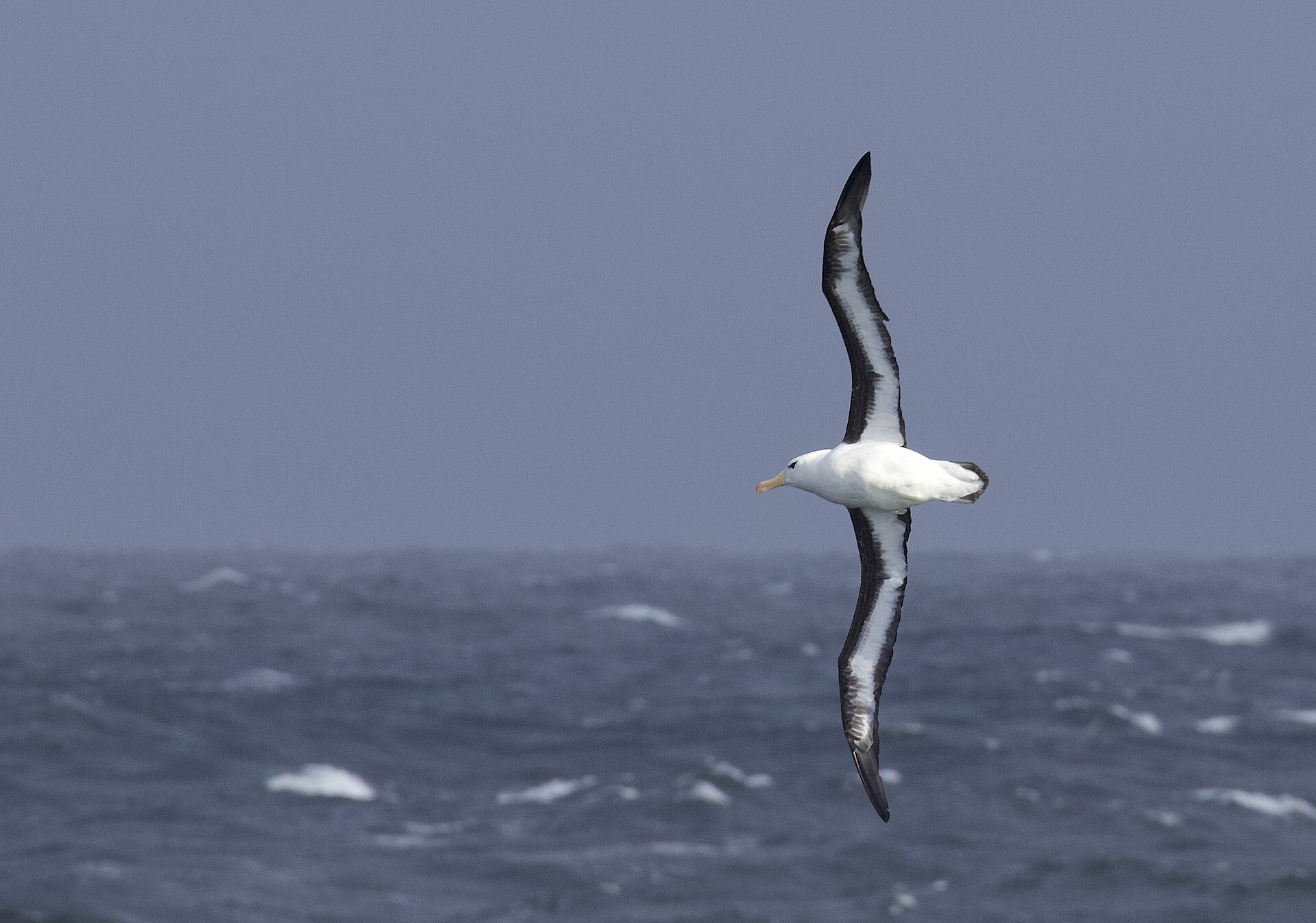 Return Across the Drake Passage
