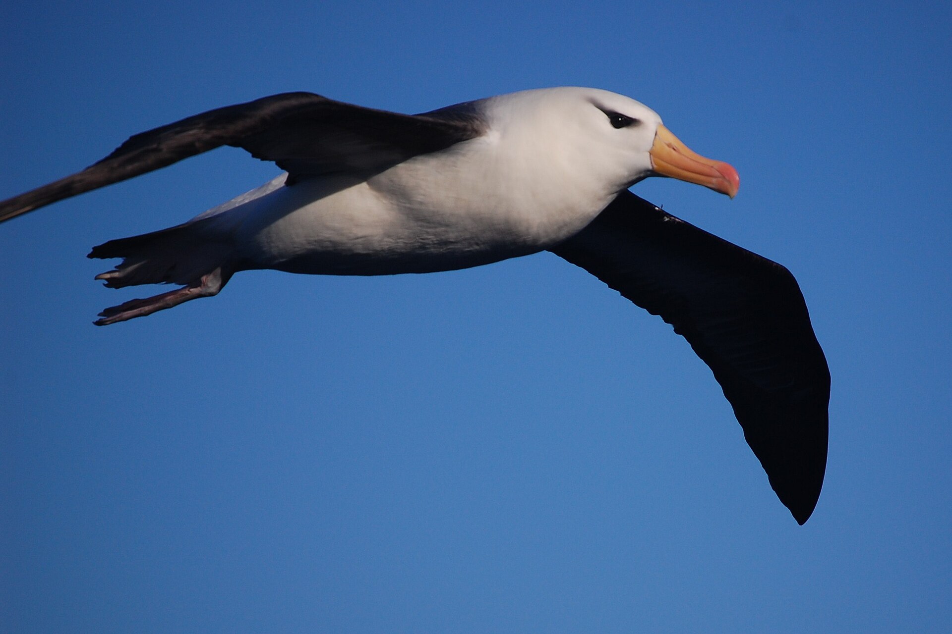 Crossing the Drake Passage