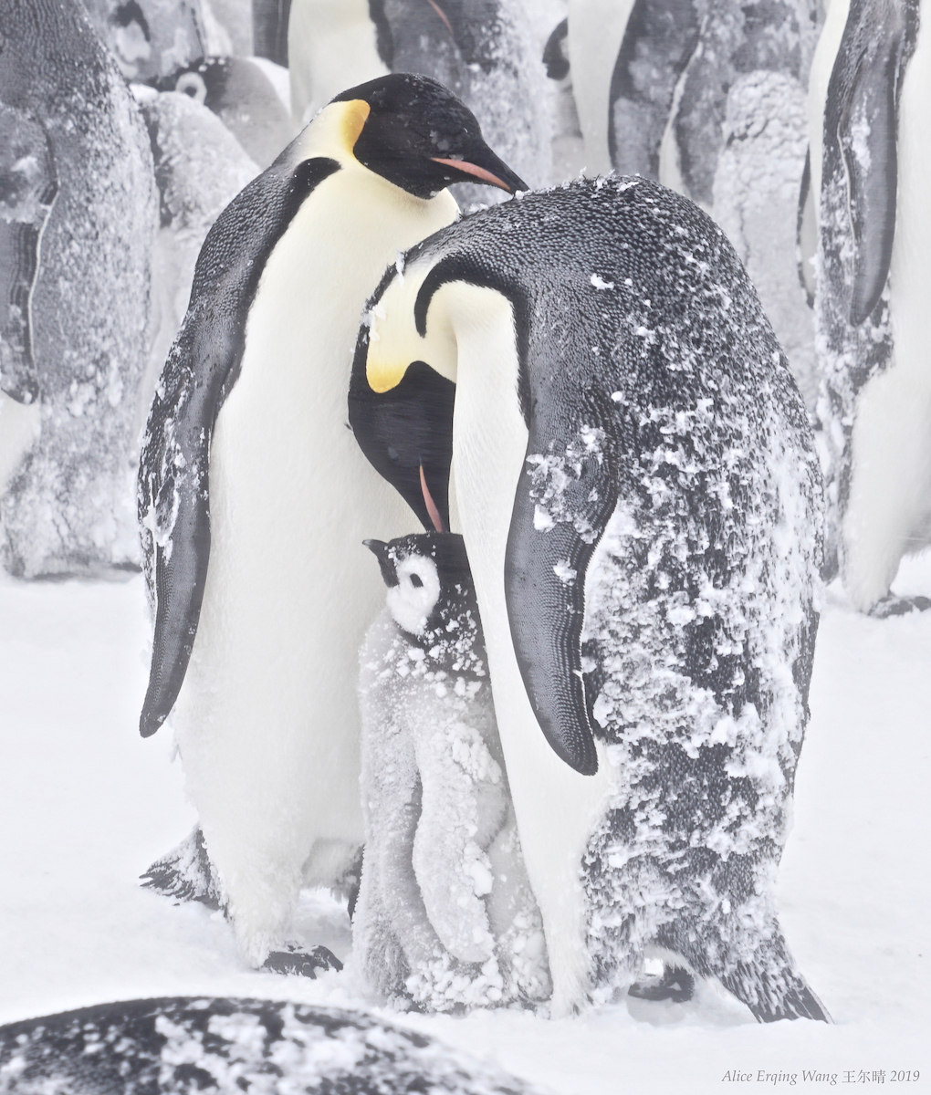Days with Emperor Penguins