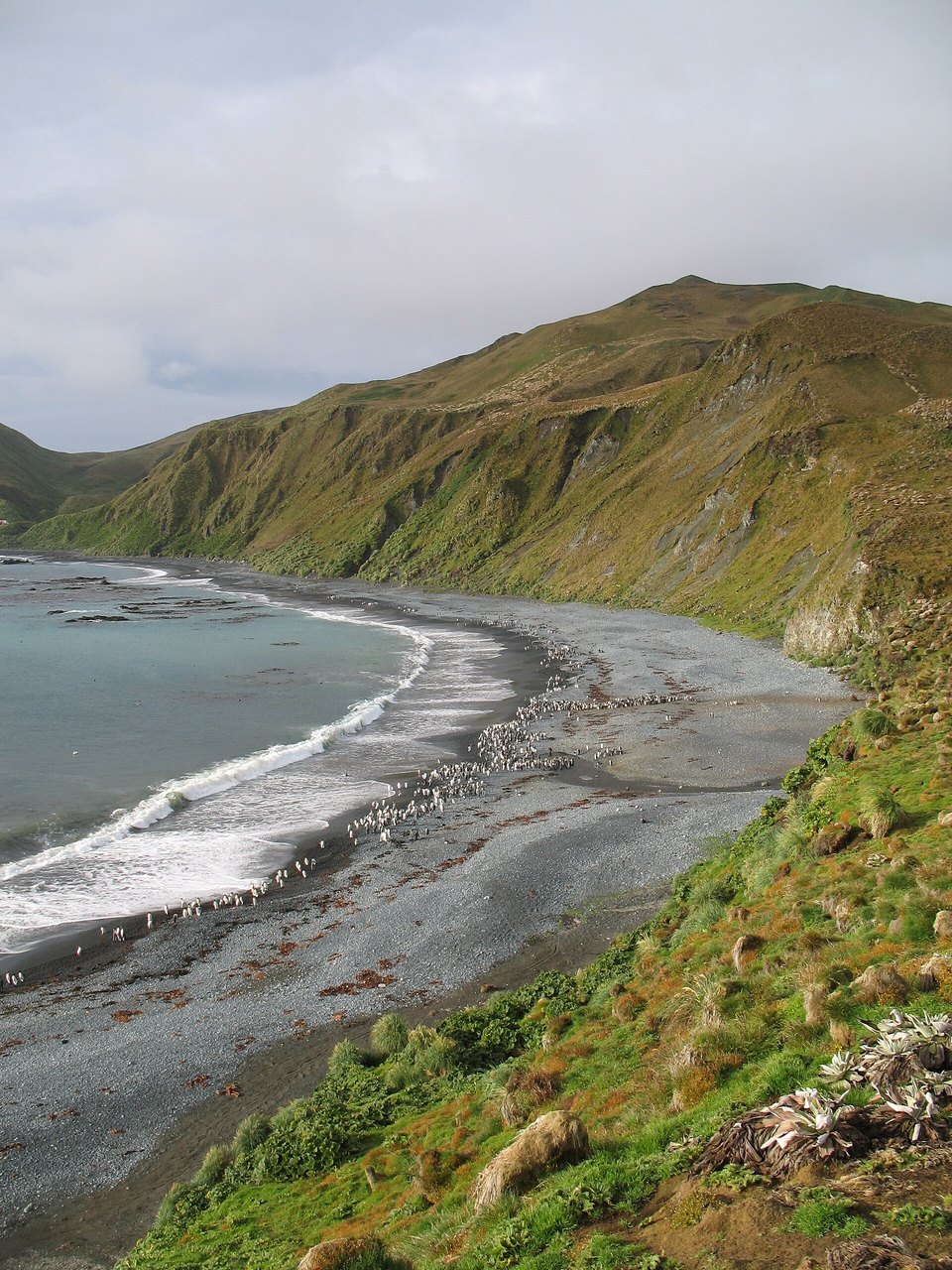 Macquarie Island and South to the Ross Sea