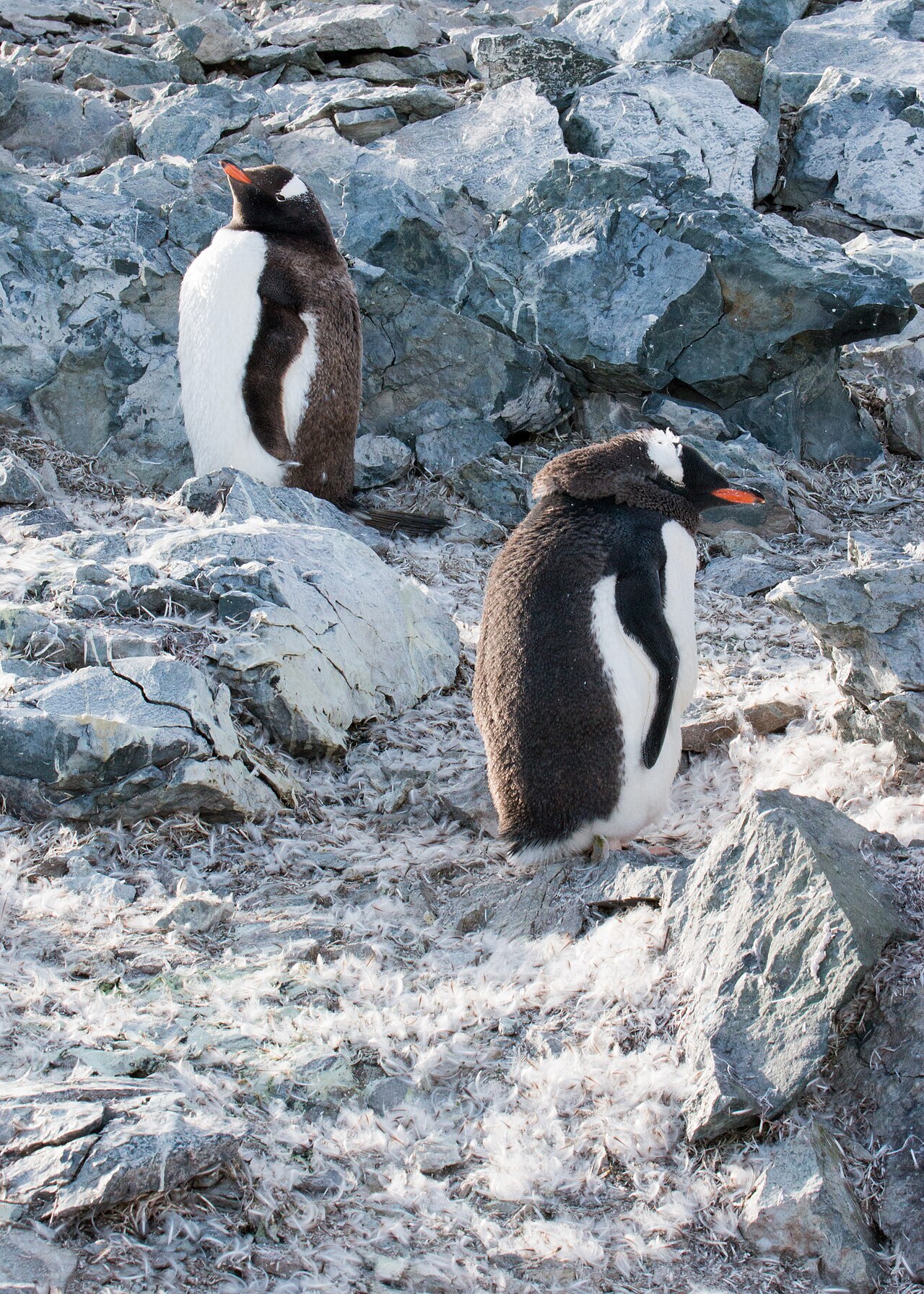 South Shetland Islands and Antarctic Peninsula