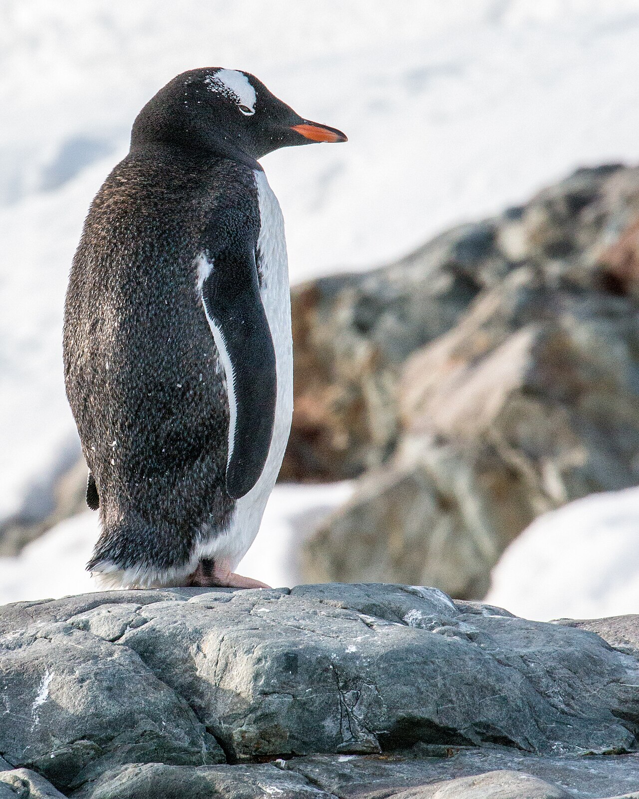 Antarctic Peninsula