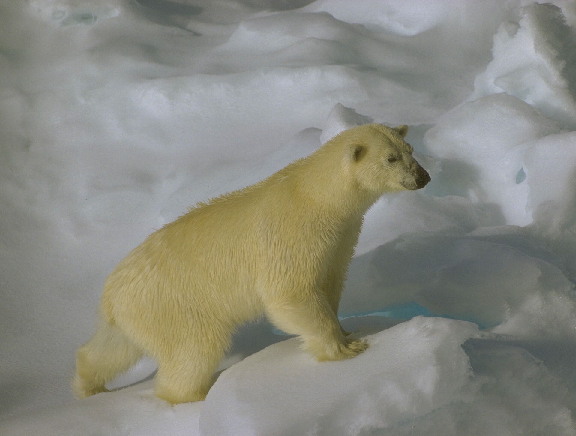 Svalbard Exploration