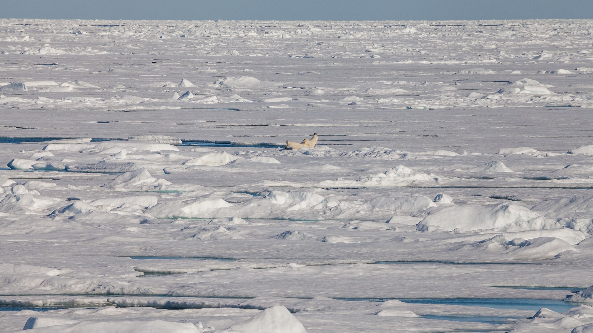 Davis Strait and Northern Waters