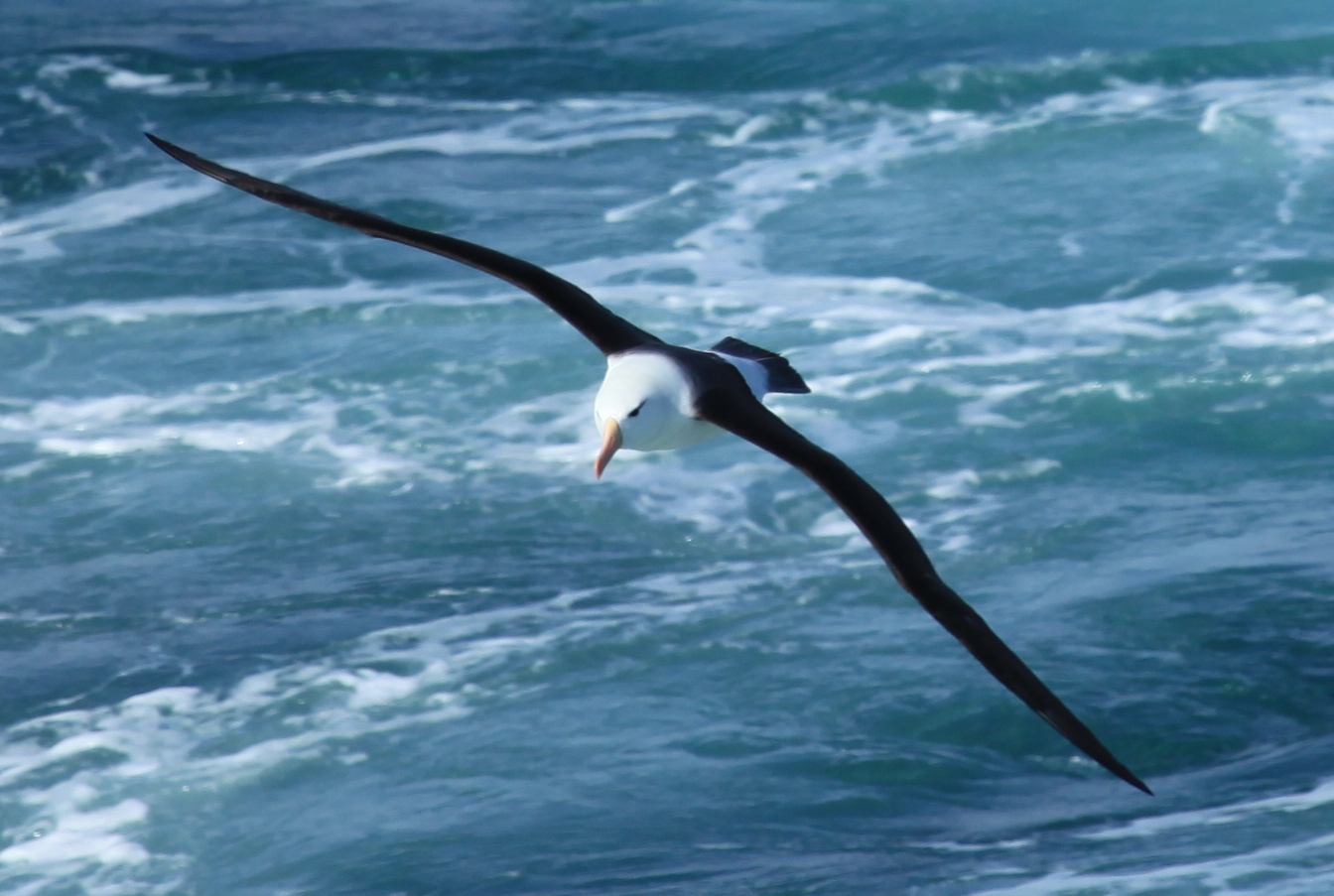 Hobart and Macquarie Island